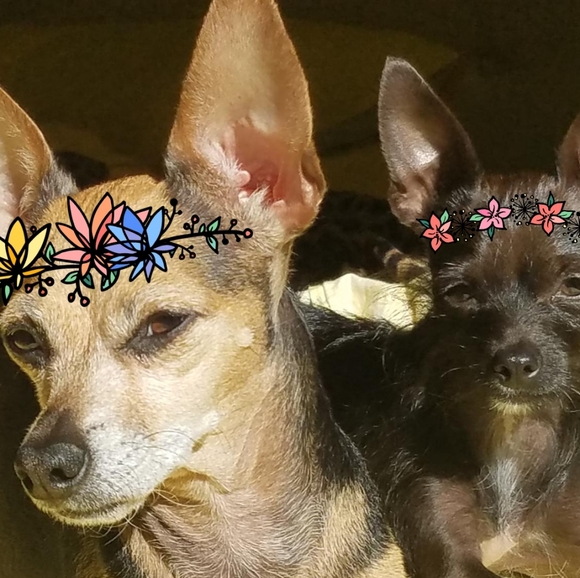 Meet your Posher, Laura-aurora - Picture 2 of 2